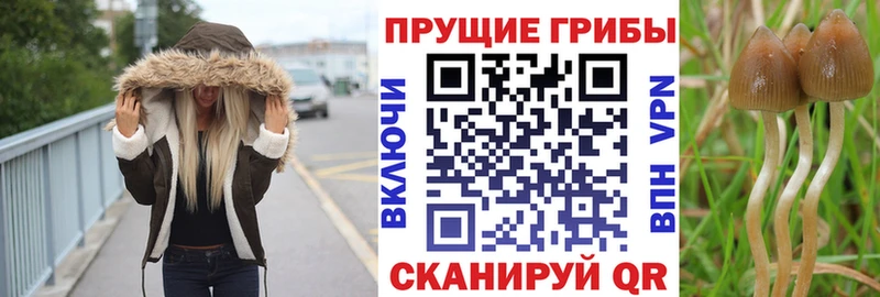 Псилоцибиновые грибы MAGIC MUSHROOMS  нарко площадка наркотические препараты  Мариинский Посад 